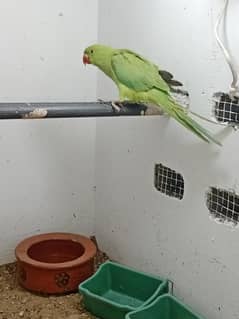 green ringneck female