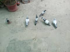 chitte jangle for sale
