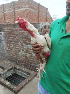 aseel heera + shomo cross murgi