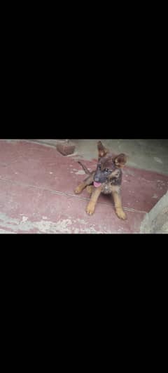 fimale puppy for sale