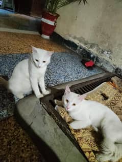 Cats
