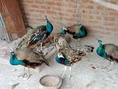 Peacock