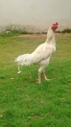 White Heera aseel
