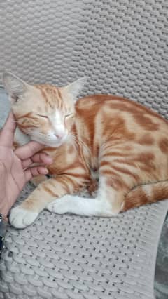 Irani cat for sale