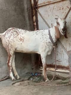 ghaban