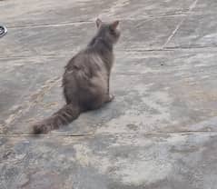Persian