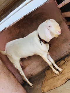 Bakra