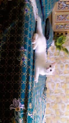 Persian cat triple long coat blue eyes Female
