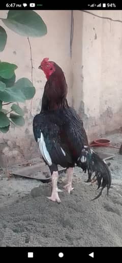 aseel