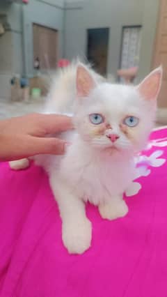 Persian