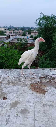 heera aseel home breed