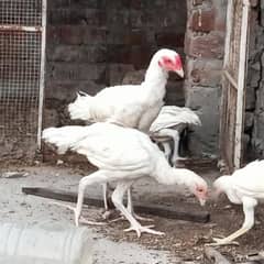 aseel Hera 1 patha 3 pathian