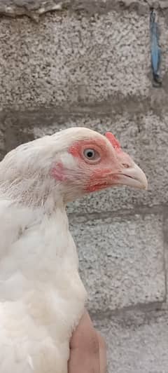 Quality Heera Female