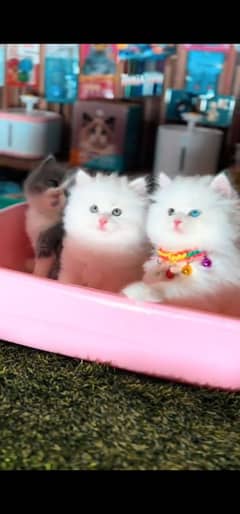 blue eyes white Persian kitten|Triple koted 03234414509 WhatsApp
