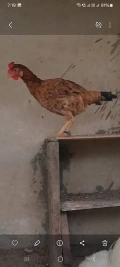 Other Aseel