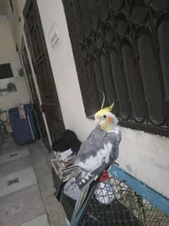 female cocktail available for sale