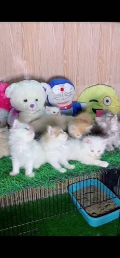 blue eyes white Persian kitten|Triple long coat |WhatsApp. 03250387943