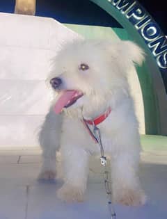 Poodle dog for sale