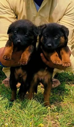 German Shepherd Long Coat Pair / German Shepherd Puppies
