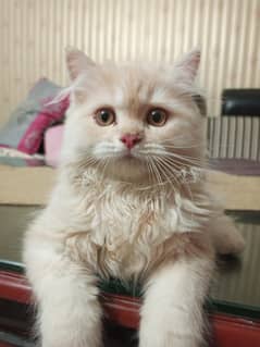 Persian kitten for sale