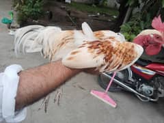 chicken for sale healthy and heavy