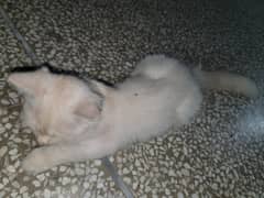 cat sale