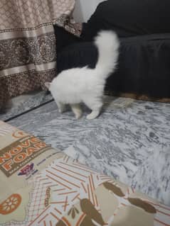 good cat