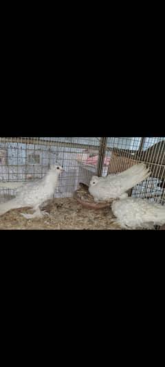 pure breed Frillback frill back fancy pigeon kabotar kabootar