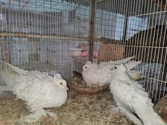 frillback frill back pure yellow eyes pigeon fancy kabootar kabotar
