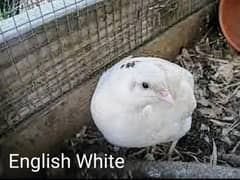 Japanese Quail (Batair) Available