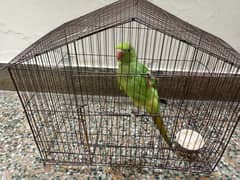 green ring nec 4 month ka bacha ha urgent sale 03355126006
