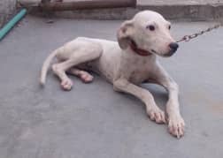 Pure Kohat Gultair Full vaccination done