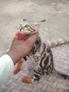 Bangle cat