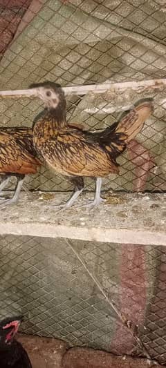 Golden sebright.  pair & bantum. message on WhatsApp
