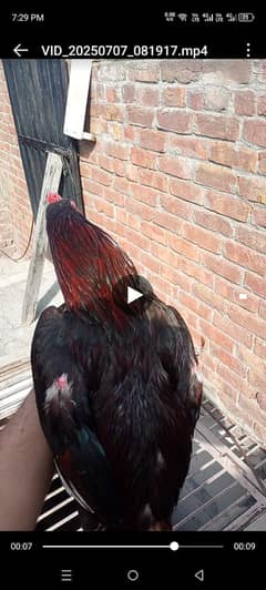 hen aseel. mian wali