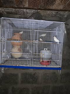 Finches pair and java finches pair available