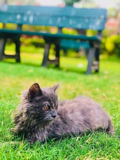 Persian Kitten for sale (70 Days old