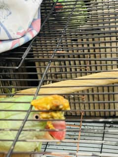 Raw parrot breeder Pair