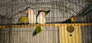 Love bird