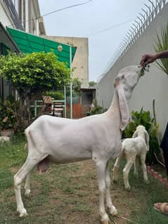 Pure Larkana Dumbi with Male Kid
