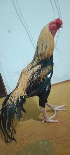 indian parrot beek long tail Tamil nadu