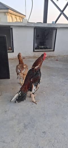 Top quality aseel murga for sale 03105042178 WhatsApp