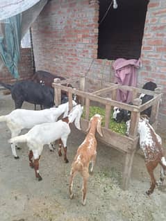 Bakri for sale
