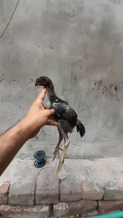 Thai aseel chicks