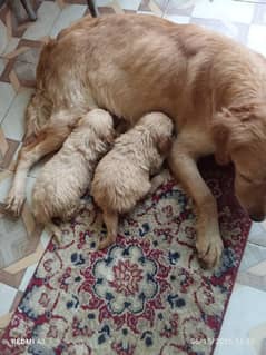 Golden retriever Puppy