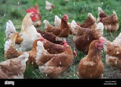 Lohman brown eggs