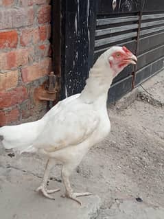 Heera