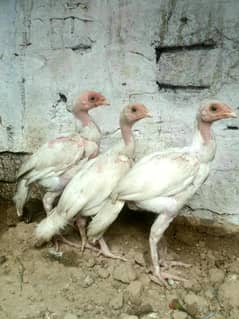 aseel paper white quality birds 03135432147