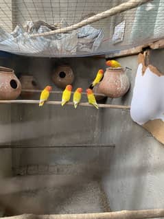 Parsanata breader pair for sale