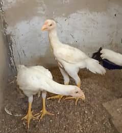 Breeder pair with 3 chicks
